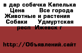 в дар собачка Капелька › Цена ­ 1 - Все города Животные и растения » Собаки   . Удмуртская респ.,Ижевск г.